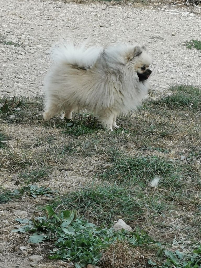 Isabelle Fouchet - Mâle spitz nain sable charbonné masque noir à vendre 