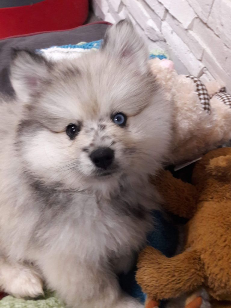 Chiot Pomsky