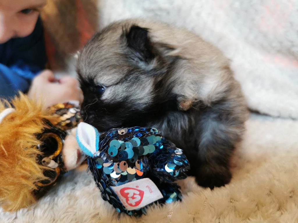 Naissance chiot Spitz