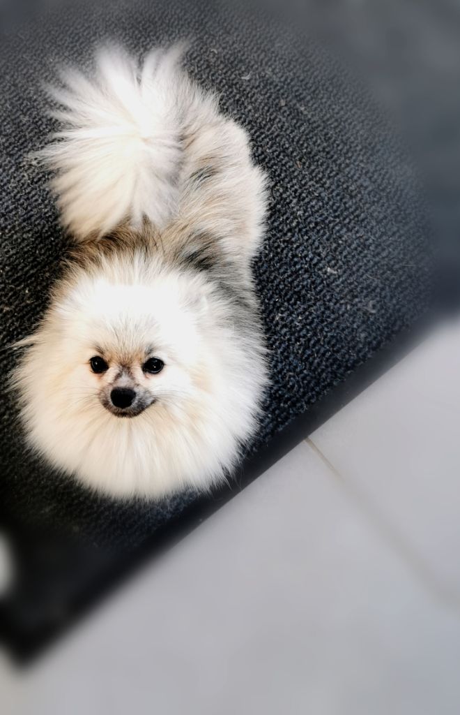 Femelles Pomsky
